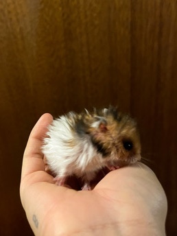 hamsters