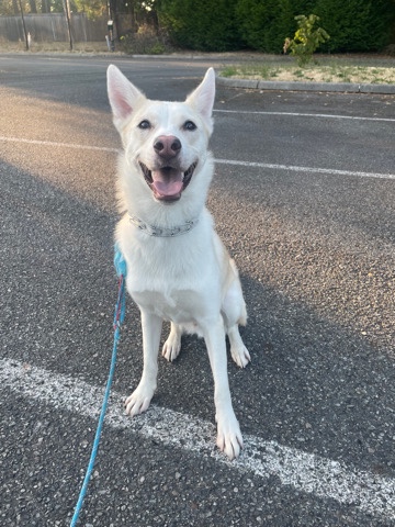 German Shepherd – Milo the Shepsky