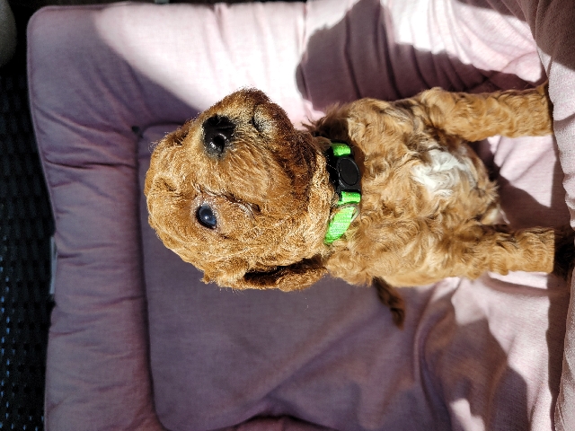 Miniature Goldendoodle