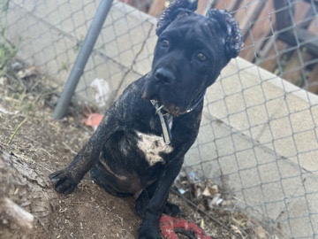 Cane Corso – bullet – Orange