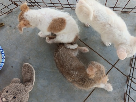 Chihuahua – Male Malchi Puppies – Savannah