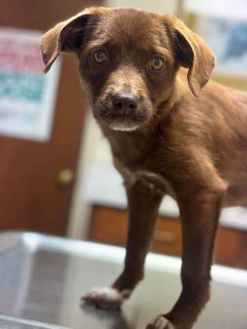 Labrador Retriever – Mixed breed for sell