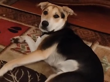 German Shepherd – German Shepherd/Lab Mix - Approx. 2 1/2 yrs – Riverside