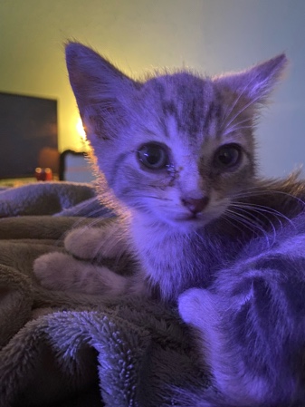 baby kitty
