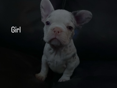 French Bulldog – French bulldog – Thousand Palms