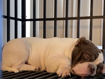 Image of American Bulldog