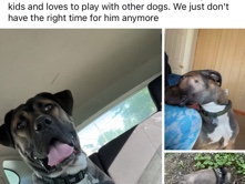 Cane Corso – patch – Cohoes