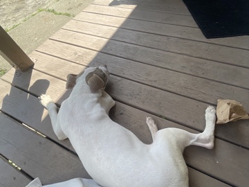 American Pit Bull Terrier - red nose pit very friendly and playful available for adoption in Port Huron