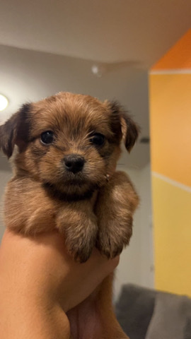 litter for sell