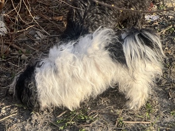 Yorkie Poo - Very Relaxed Male Yorkie available for adoption in Chicago