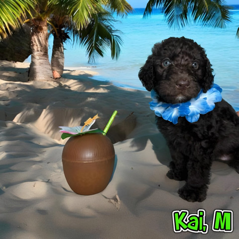 Ckc f1 labradoodles