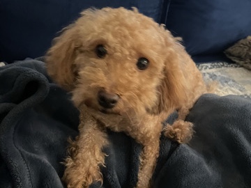 Poodle – Poodle-Mix – Iowa Colony