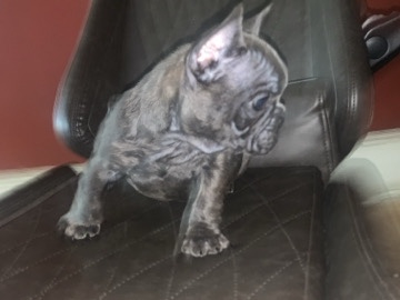 Bulldog – French bulldog