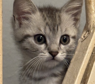 British Shorthair - Kitten  available for adoption in Gronau (Westfalen)