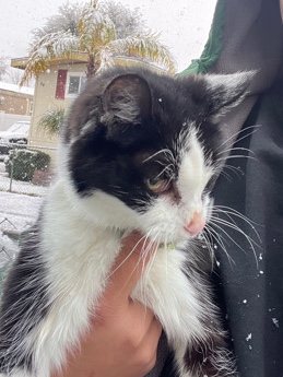 Senior Kitty