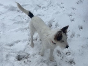 Russell Terrier – Small Terrior – Nashville
