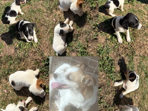 Jack Russell Terrier – Jack Russell pups – Cardiff