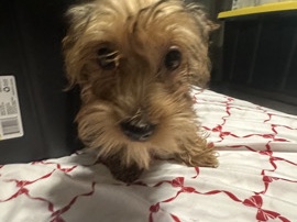 Yorkshire Terrier – Girl yorkie puppy – Ripon