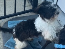 Shih Tzu – LOST DOG – PLEASE HELP FIND PRINCESA 💔 – Houston