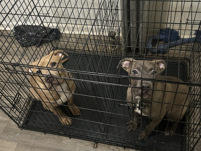 American Pit Bull Terrier – Puppies – Chicago