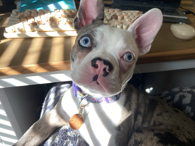 French Bulldog – Girl Frenchton named Sailor – Fort Mill