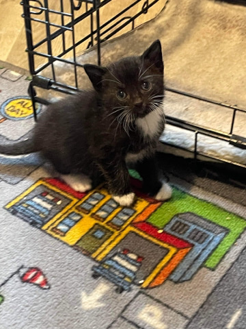 Siamese – Siamese cross kittens