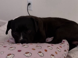 Bull and Terrier – mixed pocket bully – Albuquerque