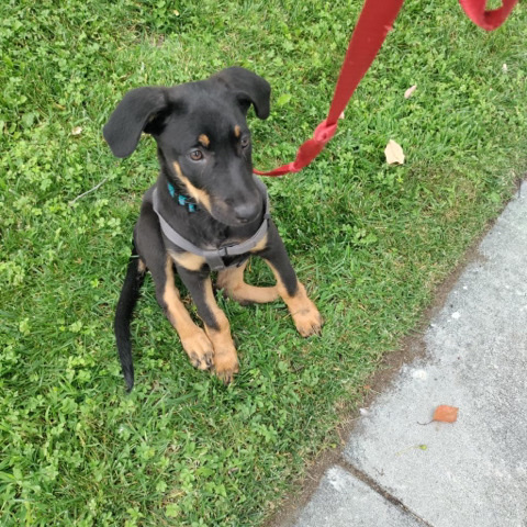 German Pinscher – German Shephard Diberman Mix Puppy