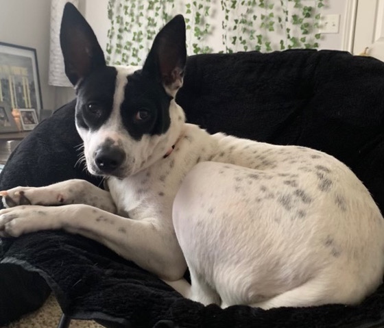 mixed breed dog