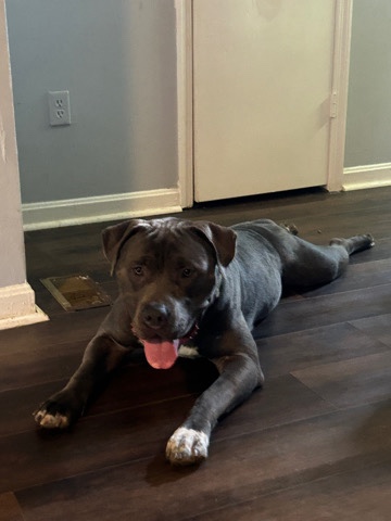 American Bulldog – xl bully pup