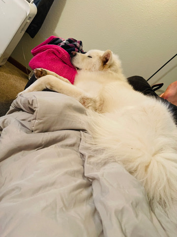 Alaskan Malamute – Bear