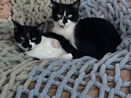 American Shorthair – 2 Tuxedo Sister Cats – Virginia Beach