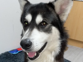 Siberian Husky – male husky – Wellingborough
