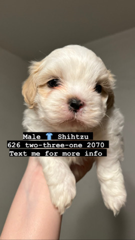 Shih Tzu – ShihTzu