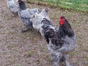 Brahma - Brahma  available for adoption in Burgdorf