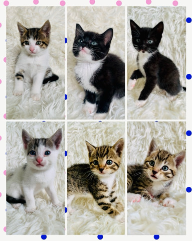 2 kittens left
