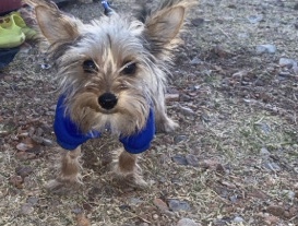 Yorkshire Terrier – Yorkie puppy – Mesa