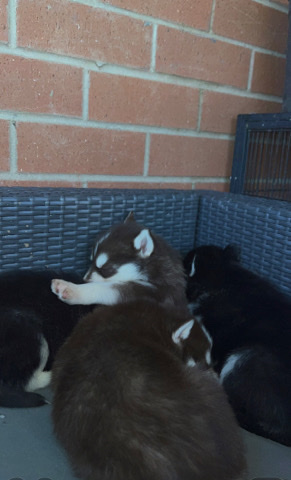 Siberian Husky – Seven. Puppies