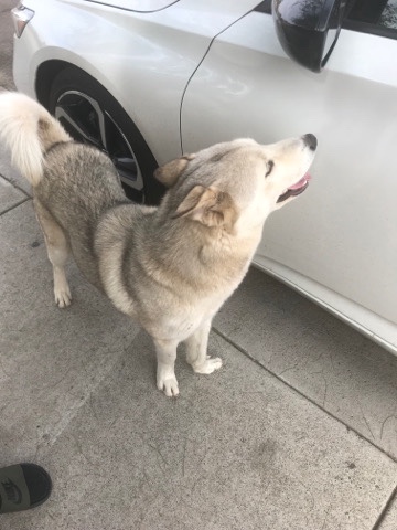 Siberian Husky – husky