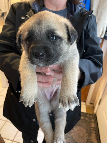 Labrador Retriever – puppies for rehoming