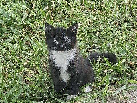 Free Stray kittens – Lake Alfred