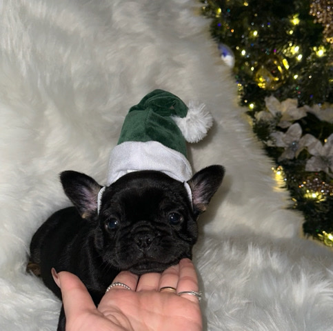 French Bulldog – Frenchie Female