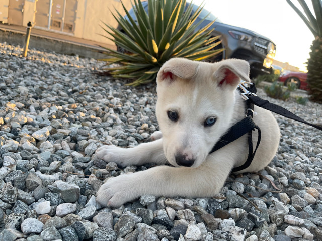 Labrador Husky – 3 month old female lab/husky mix