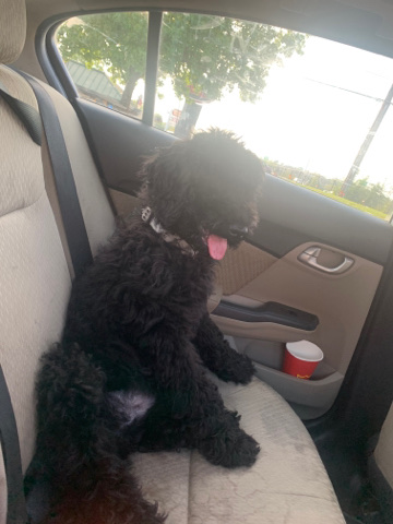Labrador Retriever – Labradoodle For Sale