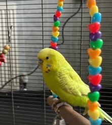 Budgerigar – budgies