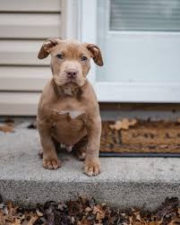 American Pit Bull Terrier – American Pit Bull