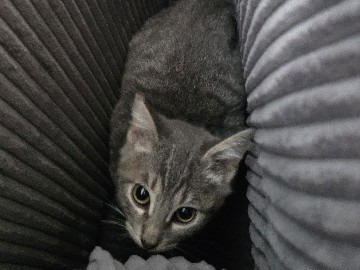 NEEDS A HOME ASAP – Compton