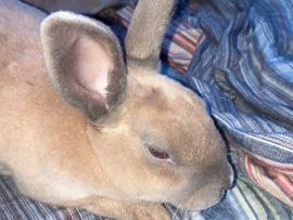 English Lop – velveteen rabbit – Lucedale