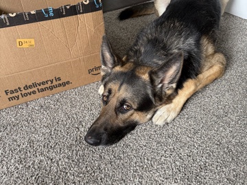 German Shepherd – Jackson – Rosedale