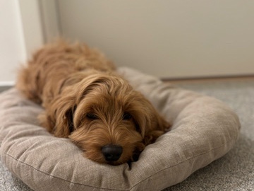 Cockapoo – cockapoo 1 jaar oud – Houthalen-Helchteren